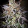 Sweetopia - Feminised - Paradise Seeds -Uitgelichte Plantenzaadwinkel sweetopia main