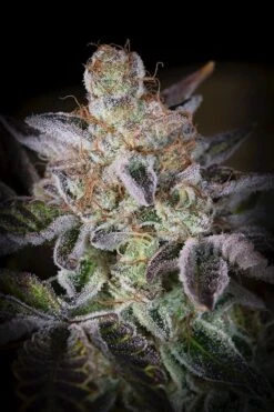 Sweetopia - Feminised - Paradise Seeds