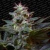 Sweet Purple - Feminised - Paradise Seeds -Uitgelichte Plantenzaadwinkel sweetpurple