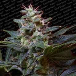Sweet Purple - Feminised - Paradise Seeds