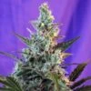 Sweet Skunk Auto - Feminised - Sweet Seeds -Uitgelichte Plantenzaadwinkel sweetskunkauto
