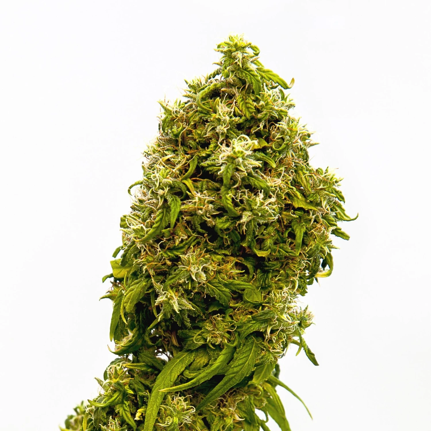 Swiss Dream CBD - 5PACK - Feminised - Kannabia Seeds 3 Swiss Dream CBD - 5PACK - Feminised - Kannabia Seeds