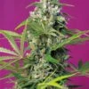 Gorilla Girl Fast Version - Feminised - Sweet Seeds -Uitgelichte Plantenzaadwinkel swt0028