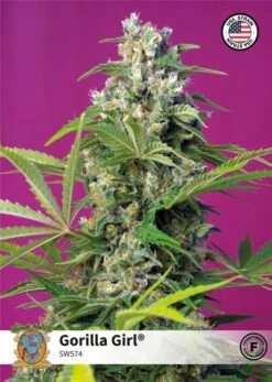 Gorilla Girl Fast Version - Feminised - Sweet Seeds
