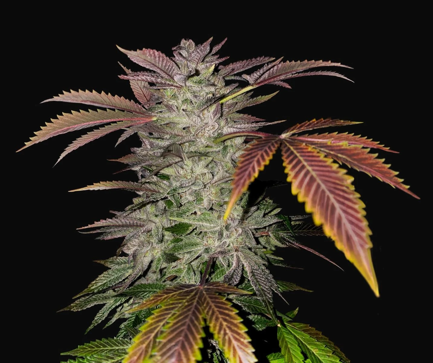 Gelato Cake - 5-pack - Feminised - T.H.Seeds 4 Gelato Cake - 5-pack - Feminised - T.H.Seeds - Afbeelding 2