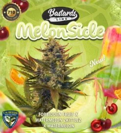 Melonsicle - 5-pack - Feminised - T.H.Seeds