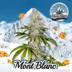 Mont Blanc - 5-pack - Feminised - T.H.Seeds -Uitgelichte Plantenzaadwinkel t.h.seeds mont blanc promo