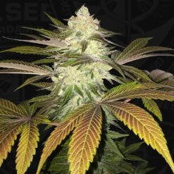Orange Sicle - 5-pack - Feminised - T.H.Seeds -Uitgelichte Plantenzaadwinkel t.h.seeds orangesicle image2
