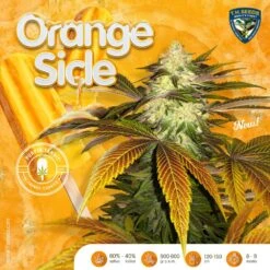 Orange Sicle - 5-pack - Feminised - T.H.Seeds -Uitgelichte Plantenzaadwinkel t.h.seeds orangesicle promo