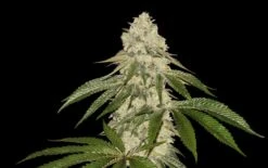 Pisthash - 5-pack - Feminised - T.H.Seeds -Uitgelichte Plantenzaadwinkel t.h.seeds pisthash image