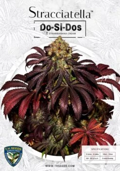 Stracciatella - 5-pack - Feminised - T.H.Seeds 9 Stracciatella - 5-pack - Feminised - T.H.Seeds -Uitgelichte Plantenzaadwinkel t.h.seeds stracciatella promo