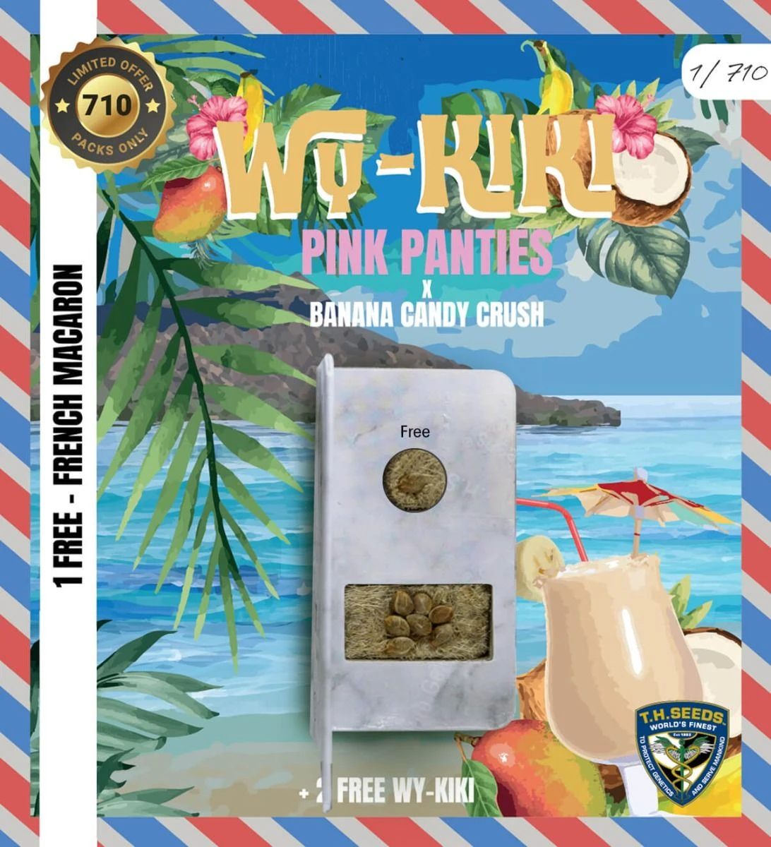 Wy-Kiki - 5-pack - Feminised - T.H.Seeds 5 Wy-Kiki - 5-pack - Feminised - T.H.Seeds - Afbeelding 3