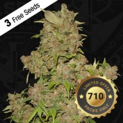 M.O.B - 5PACK - Feminised - T.H.Seeds 15 M.O.B - 5PACK - Feminised - T.H.Seeds -Uitgelichte Plantenzaadwinkel t.h.seeds mob 710 1special product