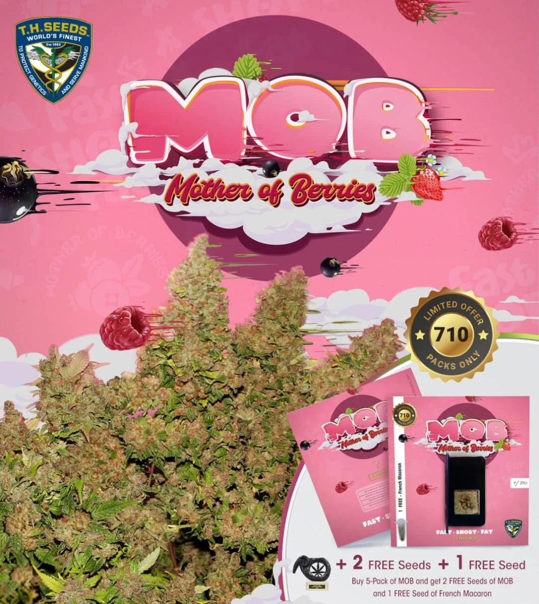 M.O.B - 5PACK - Feminised - T.H.Seeds 3 M.O.B - 5PACK - Feminised - T.H.Seeds