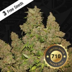 M.O.B - 5PACK - Feminised - T.H.Seeds 16 M.O.B - 5PACK - Feminised - T.H.Seeds -Uitgelichte Plantenzaadwinkel t.h.seeds mob 710 special product3