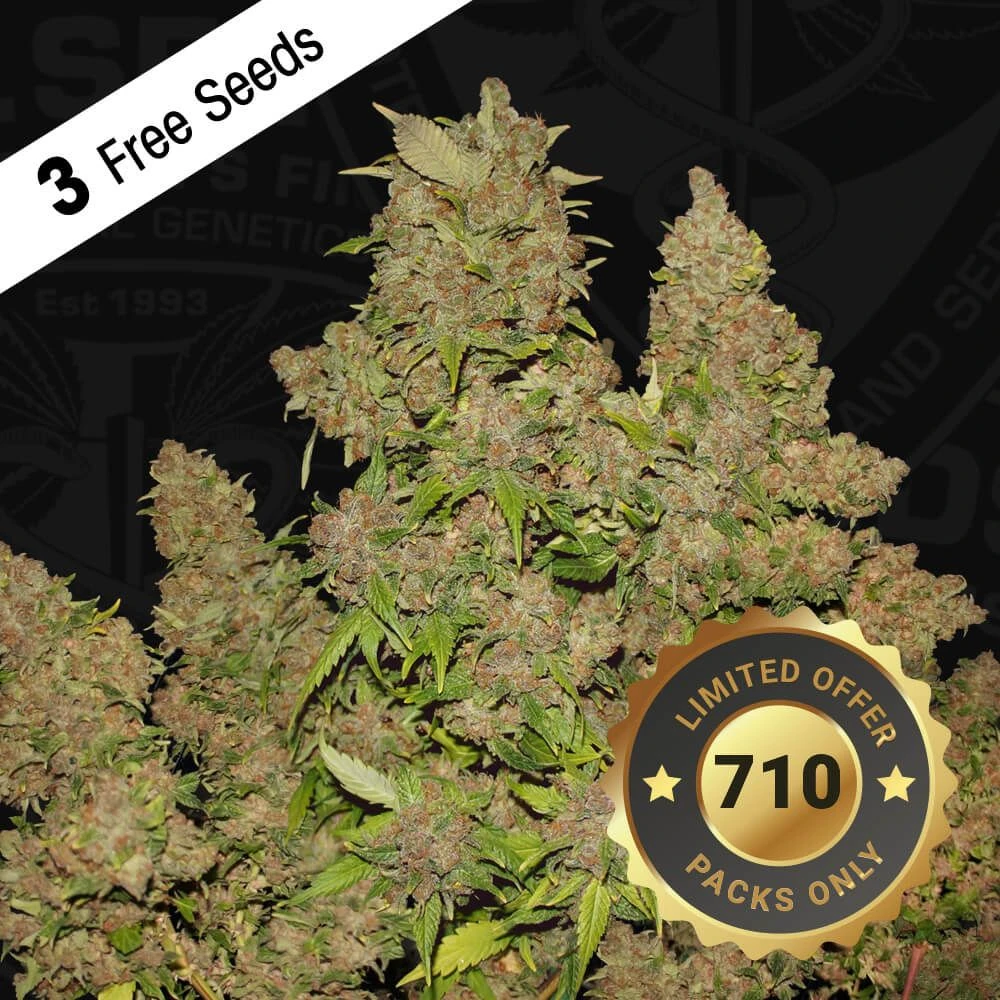 M.O.B - 5PACK - Feminised - T.H.Seeds 9 M.O.B - 5PACK - Feminised - T.H.Seeds - Afbeelding 7