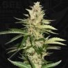 Banana Candy Krush - 5-pack - Feminised - T.H.Seeds -Uitgelichte Plantenzaadwinkel t.h.seeds banana candy krush flower 1
