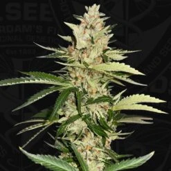 Banana Candy Krush - 5-pack - Feminised - T.H.Seeds
