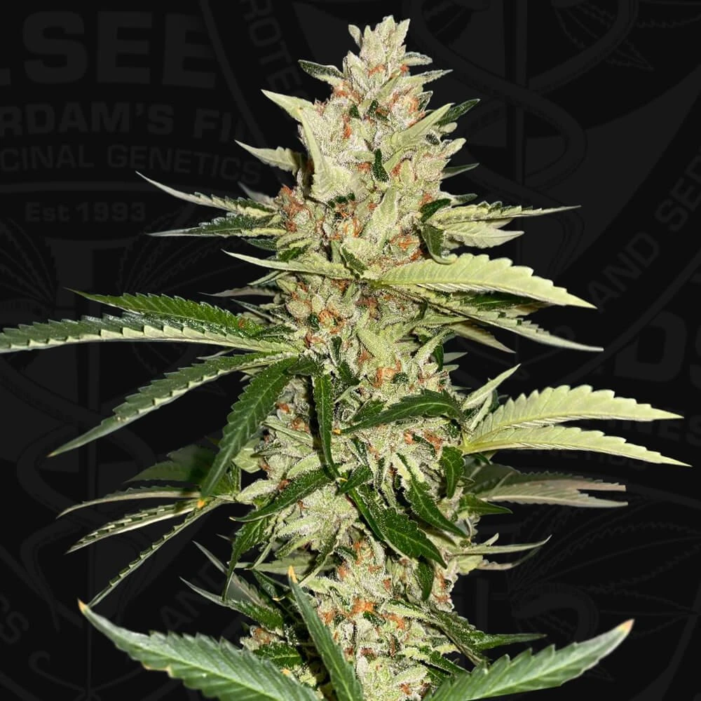 Banana Candy Krush - 5-pack - Feminised - T.H.Seeds 3 Banana Candy Krush - 5-pack - Feminised - T.H.Seeds