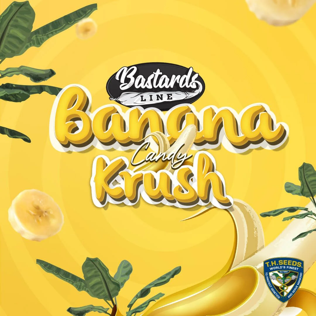 Banana Candy Krush - 5-pack - Feminised - T.H.Seeds 5 Banana Candy Krush - 5-pack - Feminised - T.H.Seeds - Afbeelding 3
