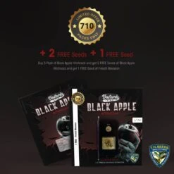 Black Apple Hitchcock - 5PACK - Feminised - T.H.Seeds 18 Black Apple Hitchcock - 5PACK - Feminised - T.H.Seeds -Uitgelichte Plantenzaadwinkel t.h.seeds black apple hitchcock 710 cards
