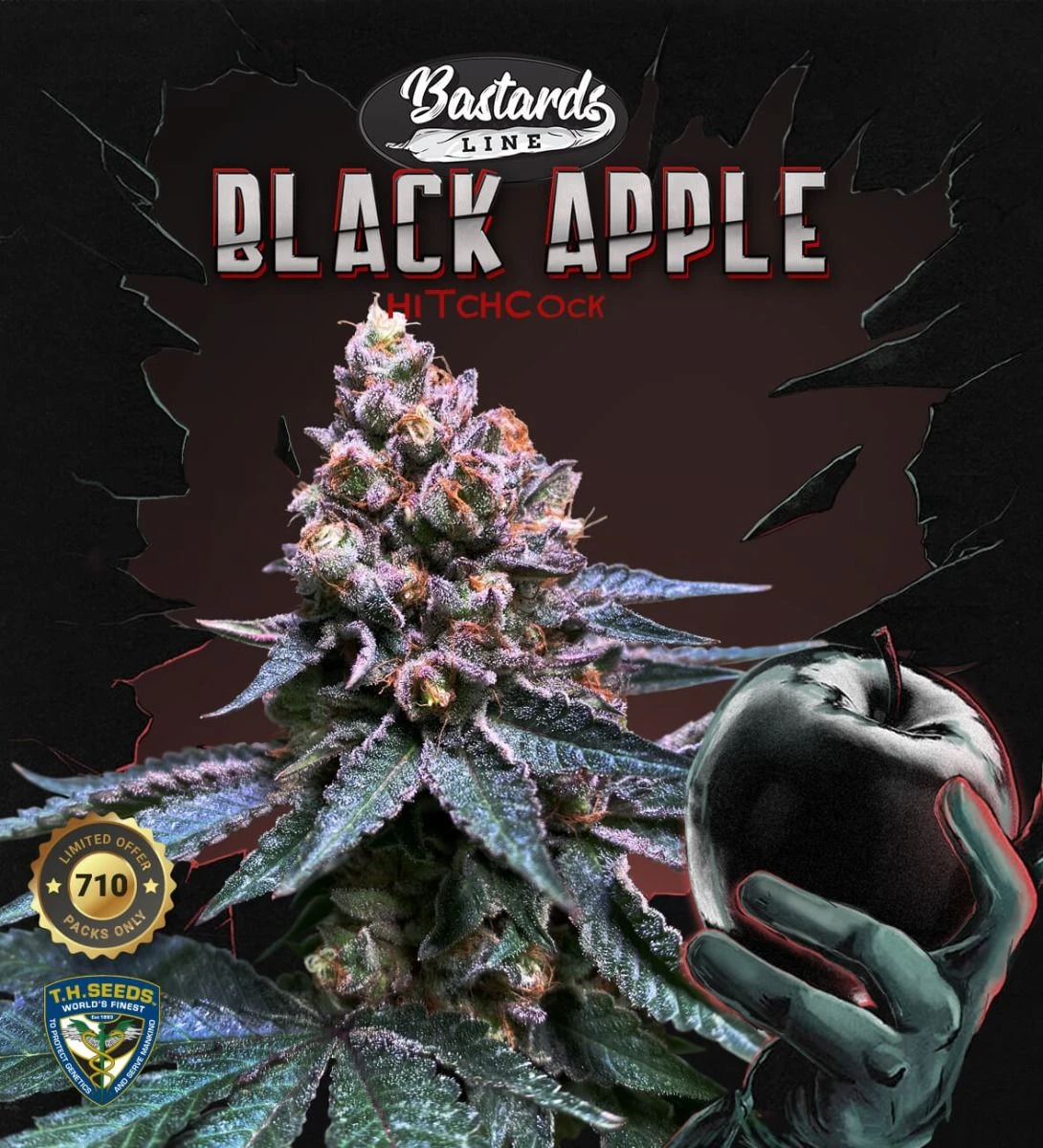 Black Apple Hitchcock - 5PACK - Feminised - T.H.Seeds 6 Black Apple Hitchcock - 5PACK - Feminised - T.H.Seeds - Afbeelding 4