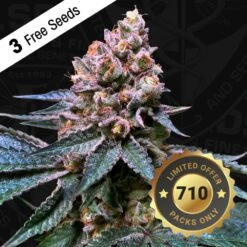 Black Apple Hitchcock - 5PACK - Feminised - T.H.Seeds 17 Black Apple Hitchcock - 5PACK - Feminised - T.H.Seeds -Uitgelichte Plantenzaadwinkel t.h.seeds black apple hitchcock 710 promo 1