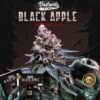 Black Apple Hitchcock - 5PACK - Feminised - T.H.Seeds -Uitgelichte Plantenzaadwinkel t.h.seeds black apple hitchcock 710 promo 2