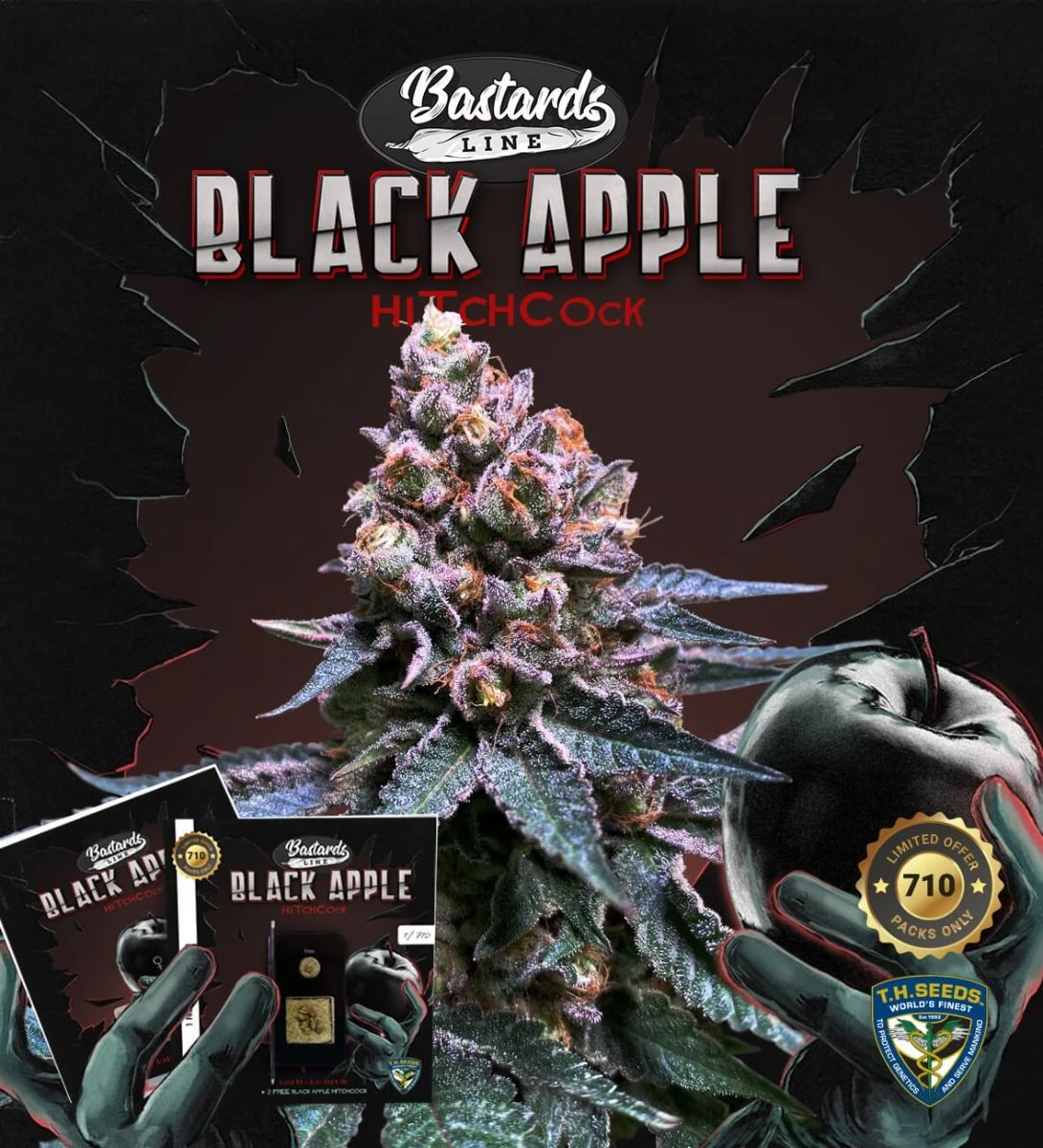 Black Apple Hitchcock - 5PACK - Feminised - T.H.Seeds 3 Black Apple Hitchcock - 5PACK - Feminised - T.H.Seeds