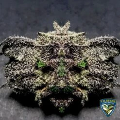 Black Apple Hitchcock - 5PACK - Feminised - T.H.Seeds 15 Black Apple Hitchcock - 5PACK - Feminised - T.H.Seeds -Uitgelichte Plantenzaadwinkel t.h.seeds black apple hitchcock dry flower