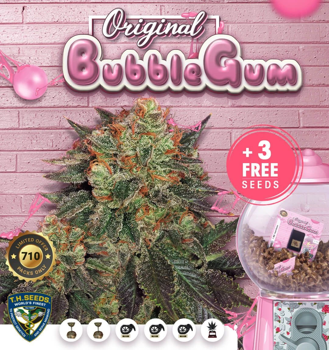 Bubblegum - 5PACK - Feminised - T.H.Seeds 3 Bubblegum - 5PACK - Feminised - T.H.Seeds