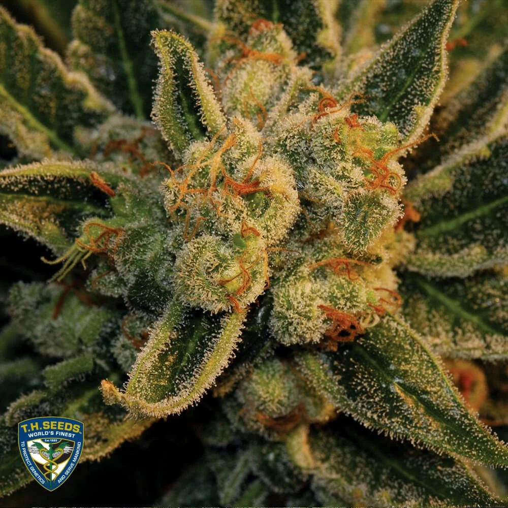 Bubblegum - 5PACK - Feminised - T.H.Seeds 9 Bubblegum - 5PACK - Feminised - T.H.Seeds - Afbeelding 7