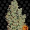 Tangerine Dream Auto - 3-pack - Feminised - Barney's Farm -Uitgelichte Plantenzaadwinkel tangerine dream circle new 12 046550