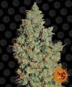 Tangerine Dream Auto - 3-pack - Feminised - Barney's Farm
