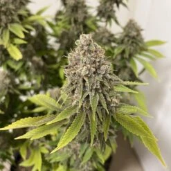 Tangerine G13 - 5-pack - Feminised - Amsterdam Genetics -Uitgelichte Plantenzaadwinkel tangerine g13 5 e1665992456525