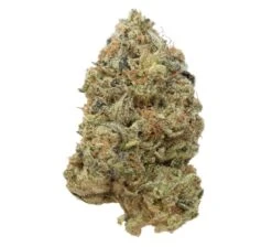 Tangerine G13 - 5-pack - Feminised - Amsterdam Genetics -Uitgelichte Plantenzaadwinkel tangerine g13 from amsterdam genetics seeds e1610352949861