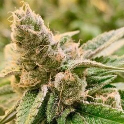 Tangerine Somali - 12-pack - Regular - Rare Dankness