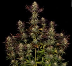 Tangerine Sorbet - Feminised - Paradise Seeds 9 Tangerine Sorbet - Feminised - Paradise Seeds -Uitgelichte Plantenzaadwinkel tangerine sorbet 12