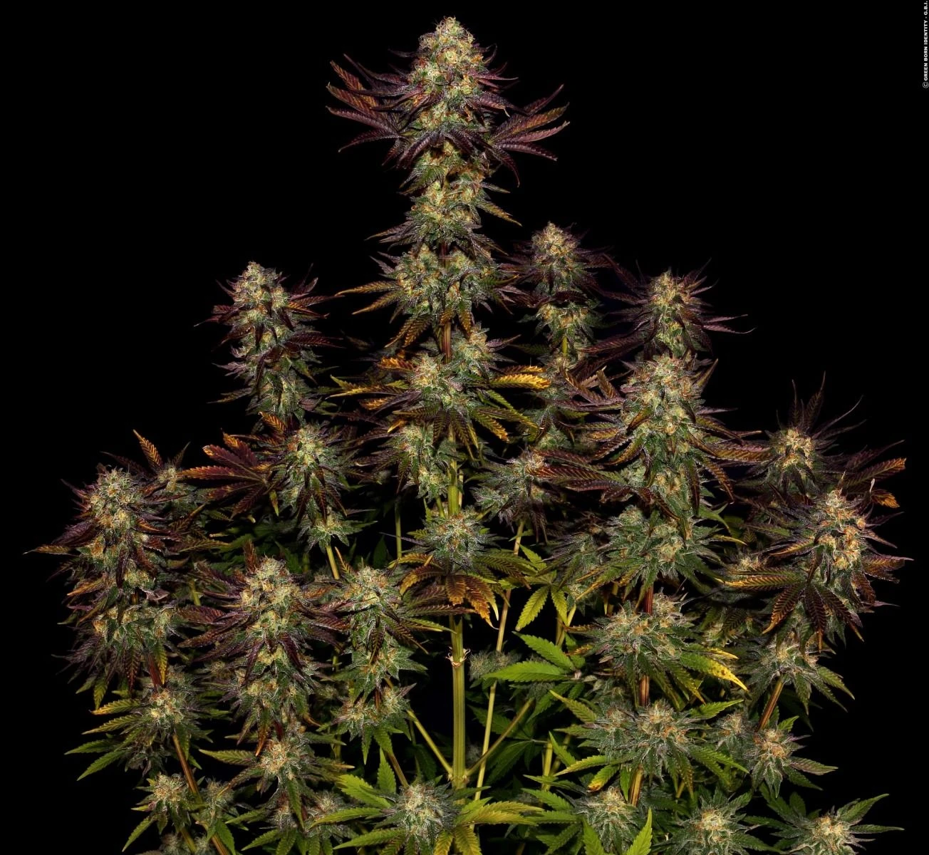 Tangerine Sorbet - Feminised - Paradise Seeds 6 Tangerine Sorbet - Feminised - Paradise Seeds - Afbeelding 4