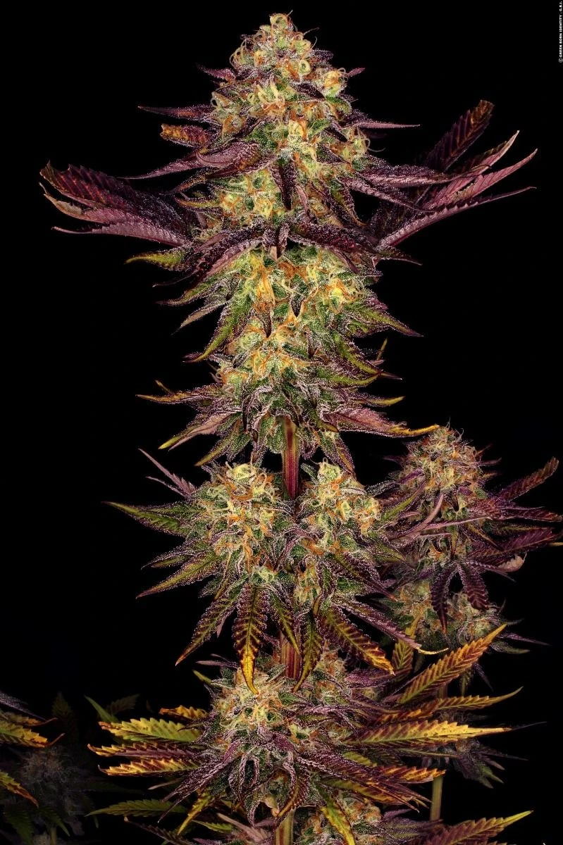 Tangerine Sorbet - Feminised - Paradise Seeds 5 Tangerine Sorbet - Feminised - Paradise Seeds - Afbeelding 3