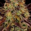 Tangerine Sorbet - Feminised - Paradise Seeds -Uitgelichte Plantenzaadwinkel tangerine sorbet 6 scaled 1