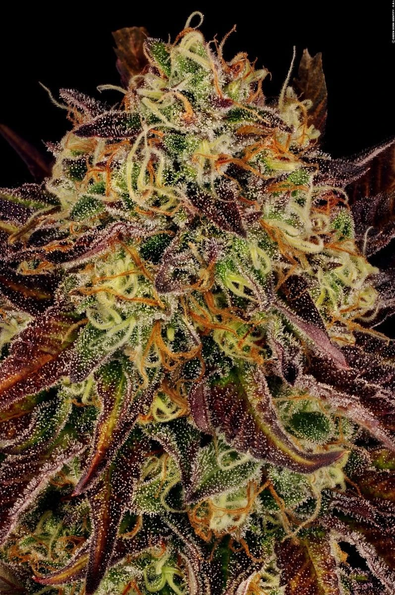 Tangerine Sorbet - Feminised - Paradise Seeds 3 Tangerine Sorbet - Feminised - Paradise Seeds