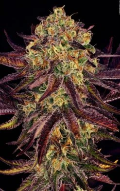 Tangerine Sorbet - Feminised - Paradise Seeds 7 Tangerine Sorbet - Feminised - Paradise Seeds -Uitgelichte Plantenzaadwinkel tangerine sorbet 7 scaled 1