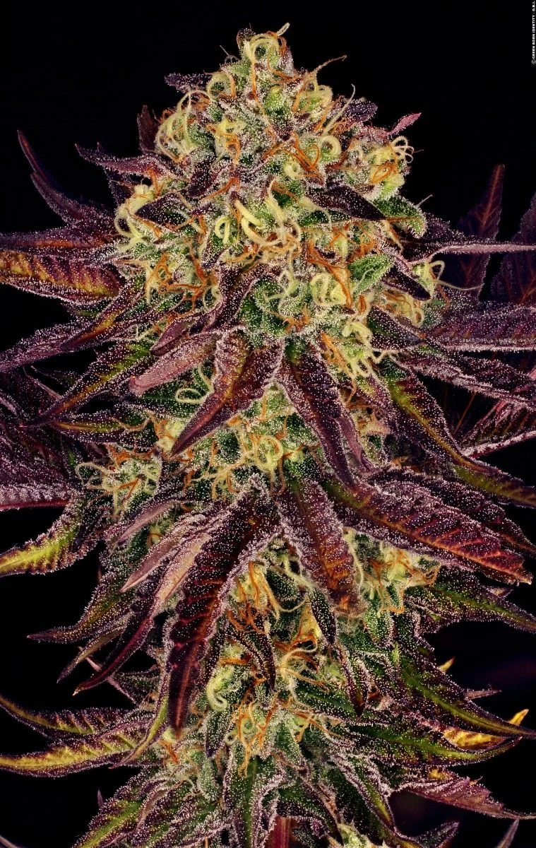 Tangerine Sorbet - Feminised - Paradise Seeds 4 Tangerine Sorbet - Feminised - Paradise Seeds - Afbeelding 2