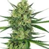 Tangerine Sugar - 5-pack - Feminised - Sensi Seeds 1 Tangerine Sugar - 5-pack - Feminised - Sensi Seeds -Uitgelichte Plantenzaadwinkel tangerine sugar feminized xl