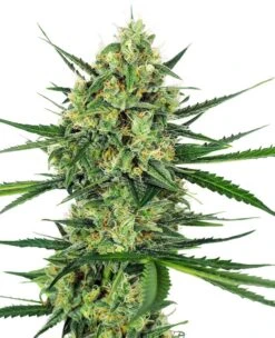 Tangerine Sugar - 5-pack - Feminised - Sensi Seeds
