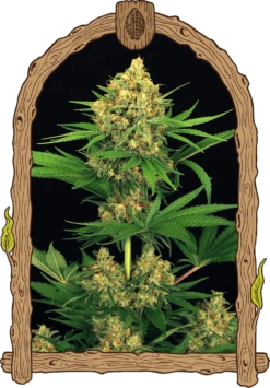 Tangerine Kush - 5PACK - Feminised - Exotic Seed