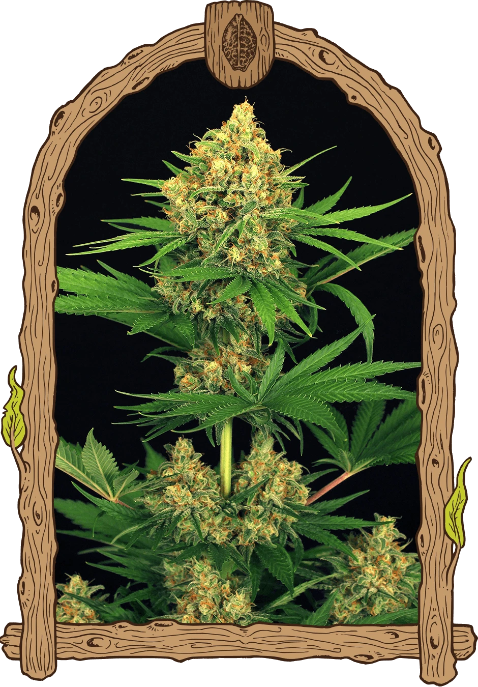 Tangerine Kush - 5PACK - Feminised - Exotic Seed 3 Tangerine Kush - 5PACK - Feminised - Exotic Seed