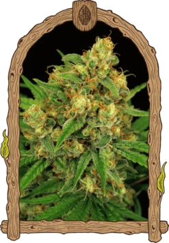 Tangerine Kush - 5-pack - Regular - Exotic Seed