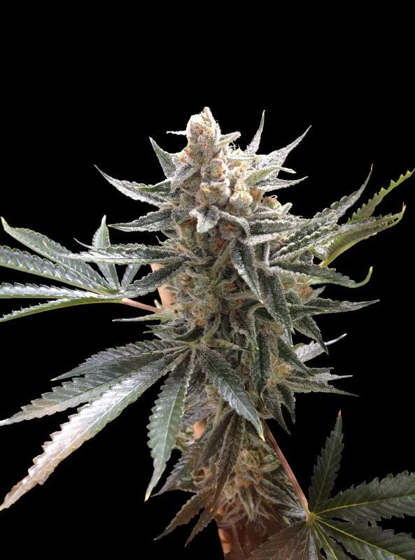 Tangie - 6PACK - Feminised - Reserva Privada 4 Tangie - 6PACK - Feminised - Reserva Privada - Afbeelding 2